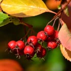 whitebeam berries